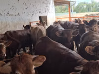 Bulle, Simmental cattle — Foto 7