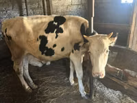 İnek, Holstein ırkı — foto 5
