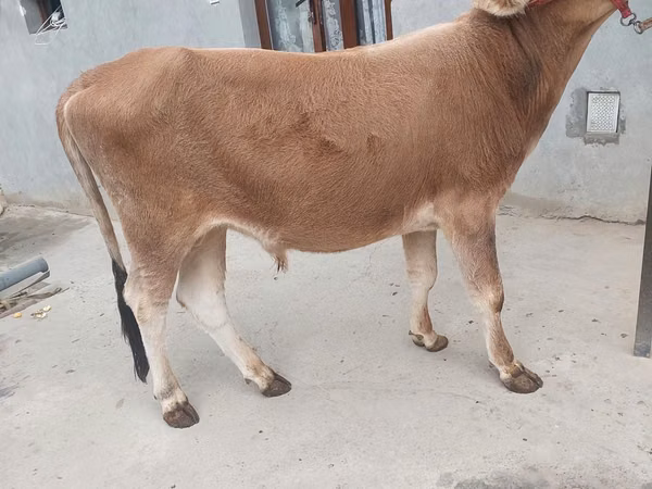 मवेशी (लॉट, लिंग निर्दिष्ट नहीं), मवेशी