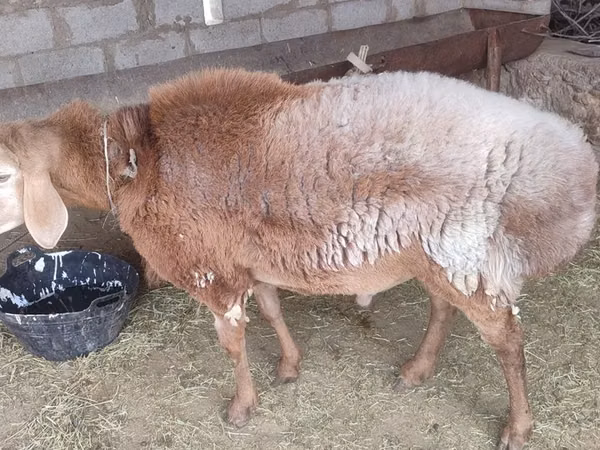 मेढ़ा, भेड़