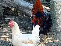 Chickens — foto 4