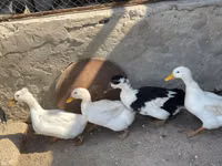 Německý pekin — foto 2