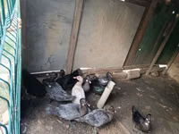 Ducks — foto 2