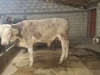 Touro, Simmental cattle — foto 2