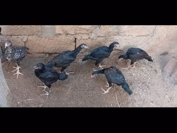 Guinea fowl