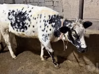 İnek, Russian Black pied cattle — foto 7