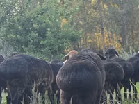 Ovejas (lote, sexo no especificado), Ovejas — foto 5