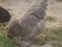 Silkie — zdjęcie 1
