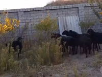 Ovelha, Hissar sheep — foto 4