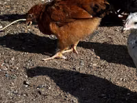 Chickens — Foto 2