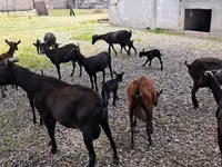 Koza, Murcia-Granada goats — zdjęcie 4