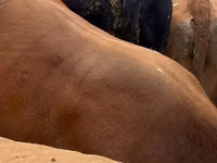 ثور, Russian Black pied cattle — الصورة 2