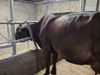 Vache, Race Holstein — photo 2