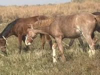 Kobyła, Horse breed — zdjęcie 6