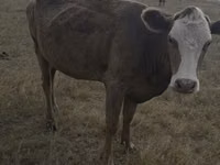 Vaca, Vaca vermelha sem chifres — foto 7