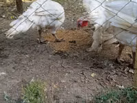 Turkeys — foto 4
