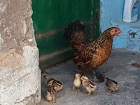 bantam japonais — photo 5