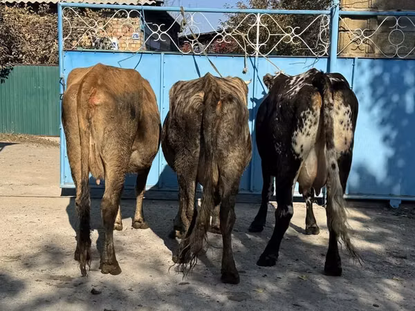 母牛, Cattle