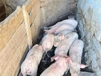 Boar, Pigs — photo 3