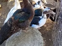 Ducks — Foto 1