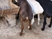 Cabras (lote, sexo no especificado), Cabras — foto 5