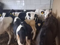 ხარი, Russian Black pied cattle — ფოტო 3