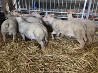 Owca, Charollais sheep — zdjęcie 1