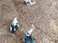 Geese — புகைப்படம் 3