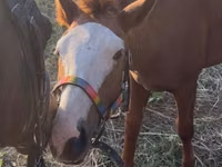 Cheval, Tiger horse — photo 5