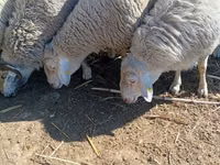 Beran, Assaf sheep — foto 1