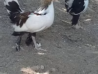 Yapon Bantam — 3-rasm