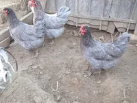Australorp — zdjęcie 3