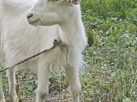 Keçi, Orenburg goat — foto 2