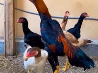 Chickens — Foto 6