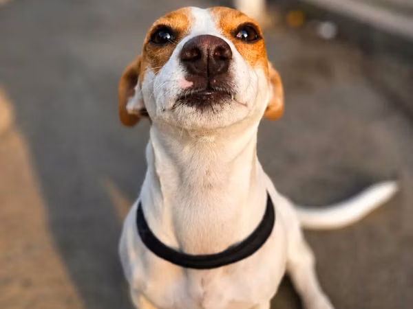 🐶 TƏCİLİ! Safqan Cek Rassel yeni ailəsini axtarır! ❤️ Çox sevdiyimiz