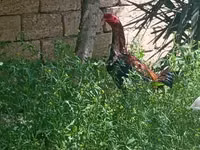 Chickens — Foto 1