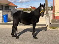 Kůň, Koně — foto 2