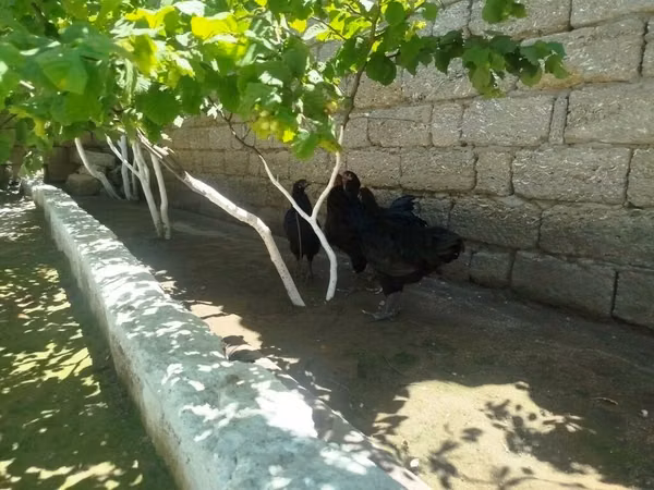 Australorp — Azerbaïdjan