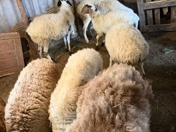 Sheep, Sheep
