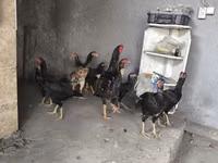 Chickens — புகைப்படம் 1