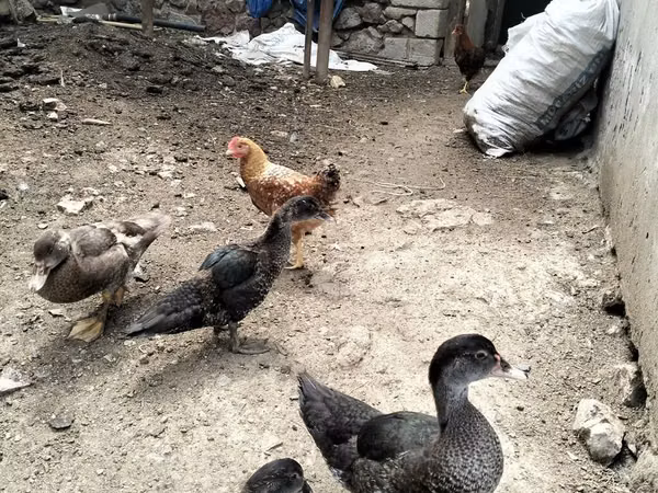 Evcil Misk ördeği
