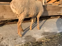 ცხვარი, Arashan sheep — ფოტო 5