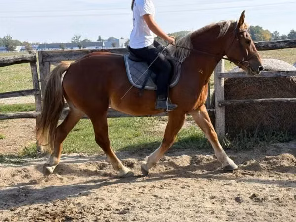 Kůň, Koně