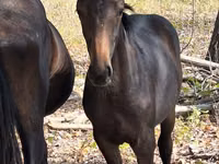 Chevaux (lot, sexe non indiqué), Karachay horse — photo 5