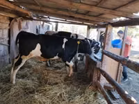 ثور, Russian Black pied cattle — الصورة 4