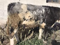 सांड, बेल्जियन नीली — फ़ोटो 4