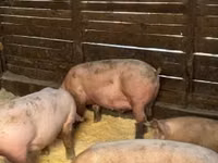 Sow, Pigs — photo 2