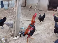 Chickens — foto 6