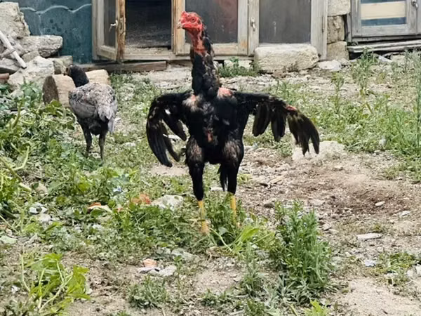 Chickens