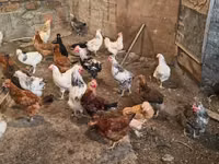 Chickens — foto 2